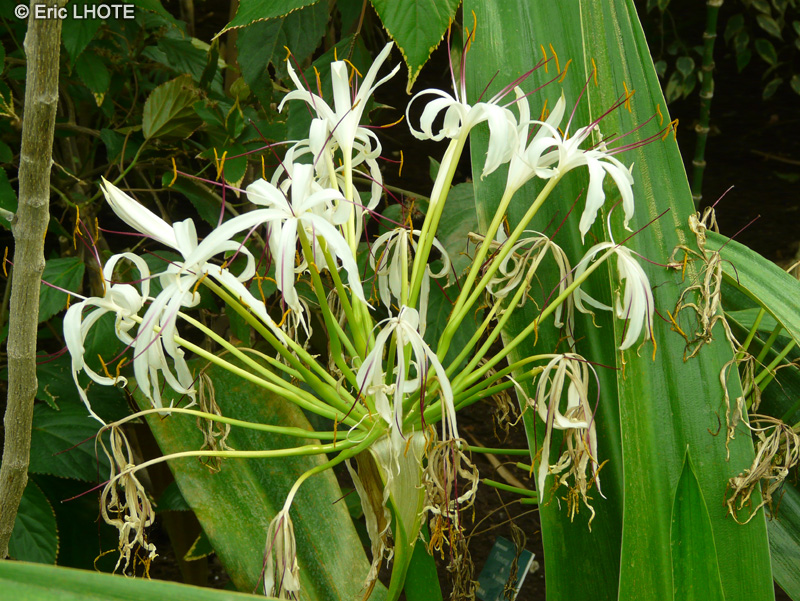 Amaryllidaceae - Crinum asiaticum - Grand Lys, Crinum, Crinole