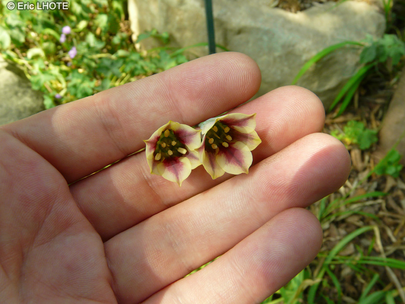 Amaryllidaceae - Eucrosia bicolor - Lys péruvien