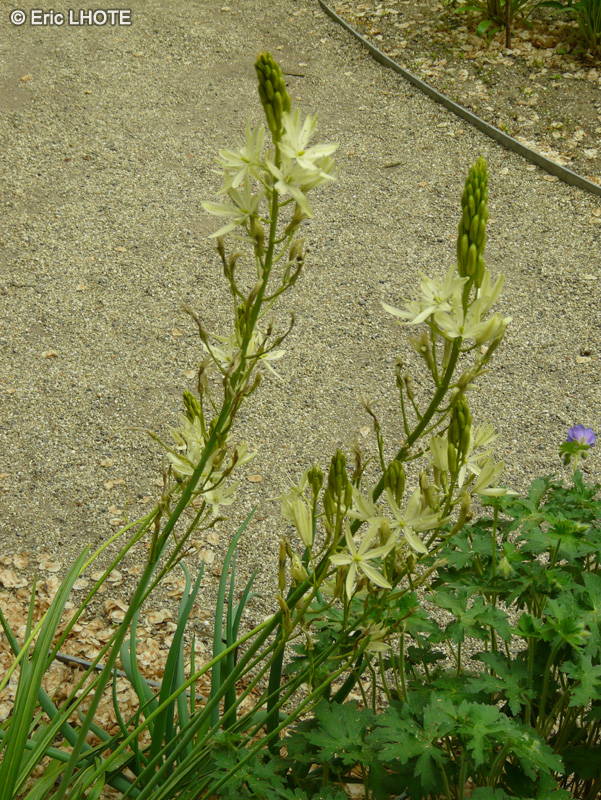 Amaryllidaceae - Leucojum aestivum, Allium altaicum - Nivéole d’été