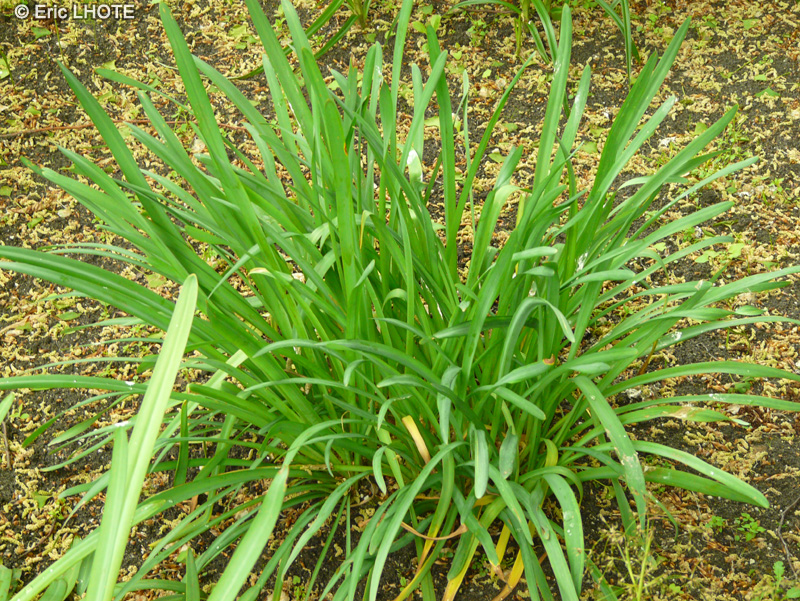 Amaryllidaceae - Lycoris squamigera - Lys de la résurrection