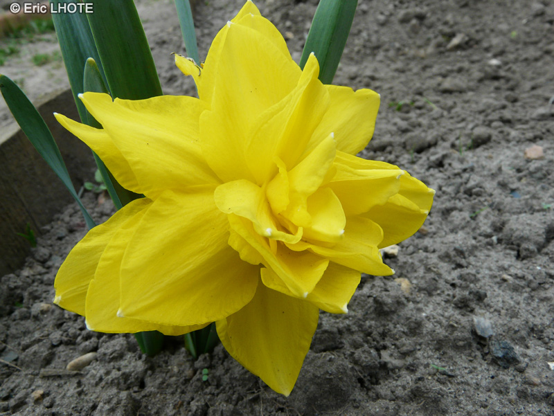 Amaryllidaceae - Narcissus Double Smiles - Narcisse, Jonquille