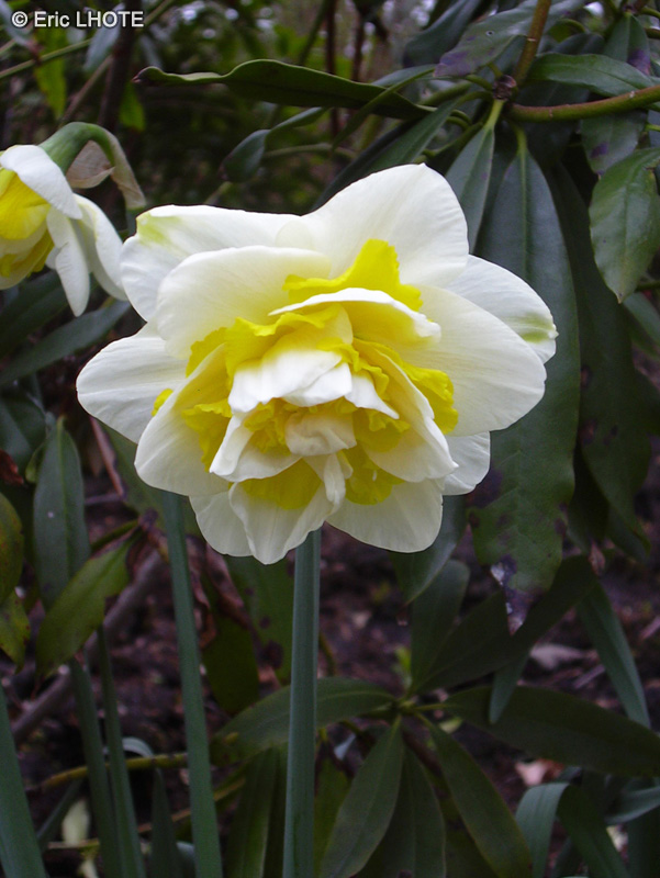 Amaryllidaceae - Narcissus White Lion - Narcisse, Jonquille