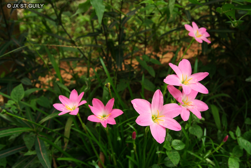 Amaryllidaceae - Zephyranthes rosea - Rain flower, Rain Lily, Zephir Lily