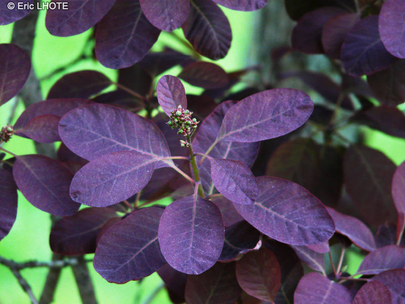 - Cotinus coggygria Royal Purple - 