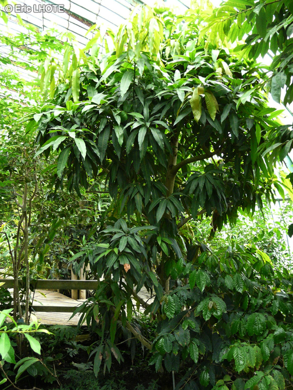Anacardiaceae - Mangifera indica - Manguier