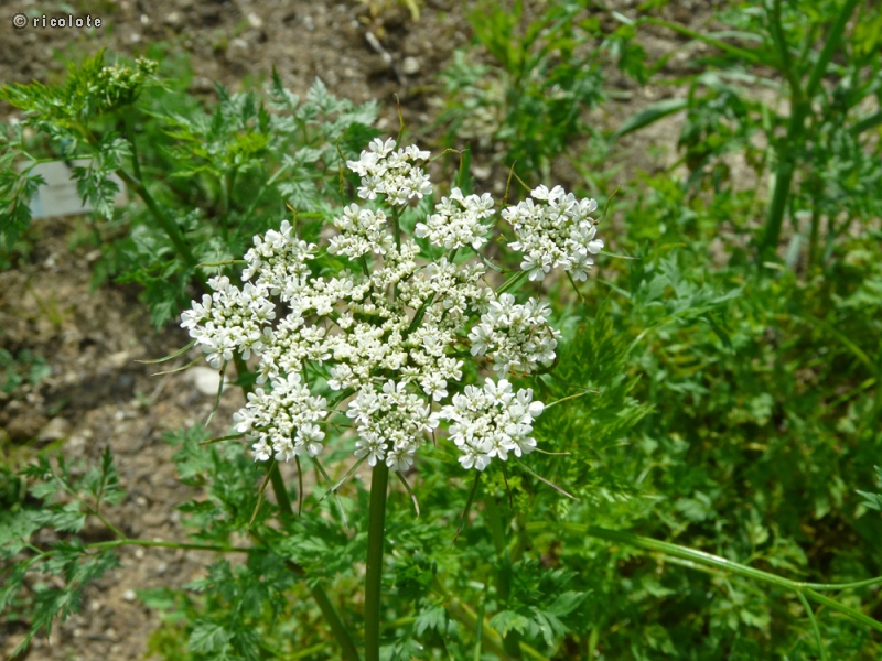Apiaceae - Aethusa cynapium - Petite Cigüe