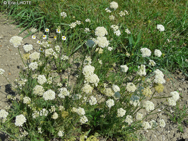 Apiaceae - Bunium bulbocastanum - Noix de terre, Châtaigne de terre