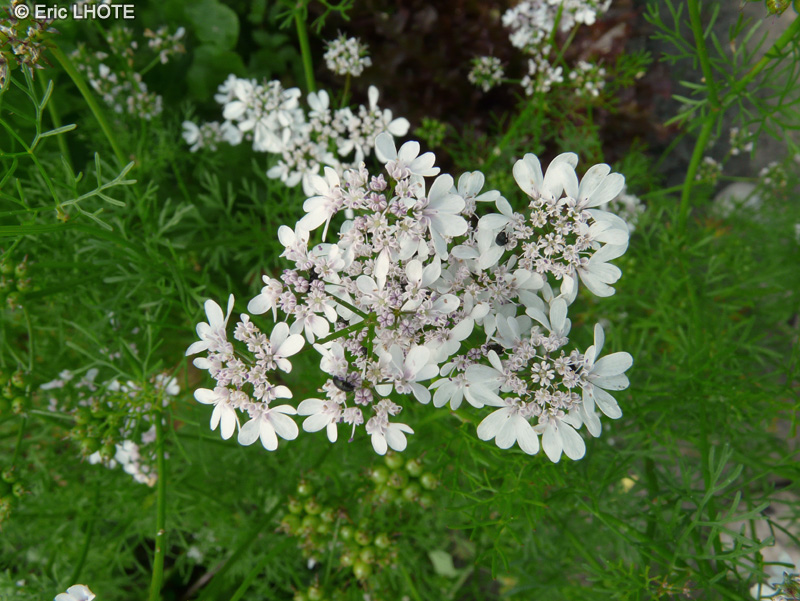 Apiaceae - Coriandrum sativum - Coriandre, Persil Arabe, Persil Chinois, Cilantro