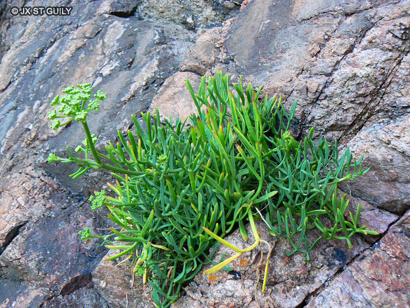  - Crithmum maritimum - 