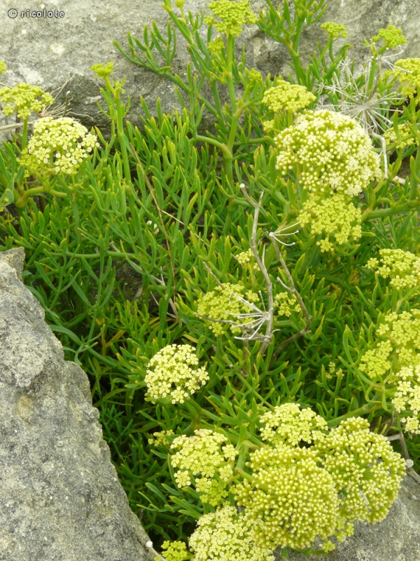  - Crithmum maritimum - 