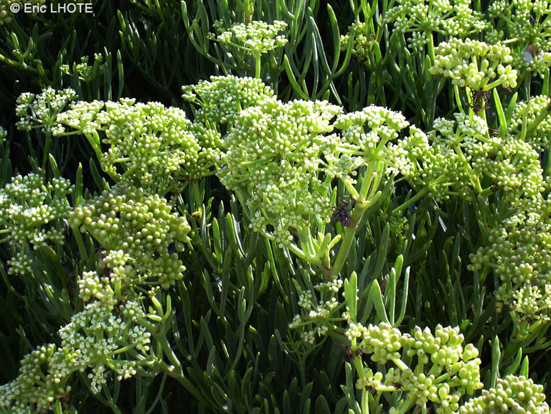 Apiaceae - Crithmum maritimum - Criste marine, Fenouil marin