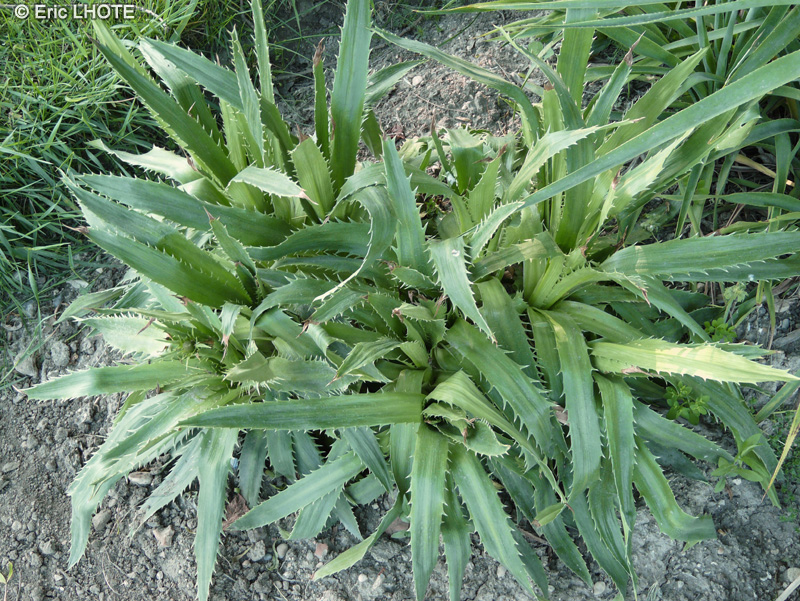  - Eryngium agavifolium, Eryngium bromeliifolium - 