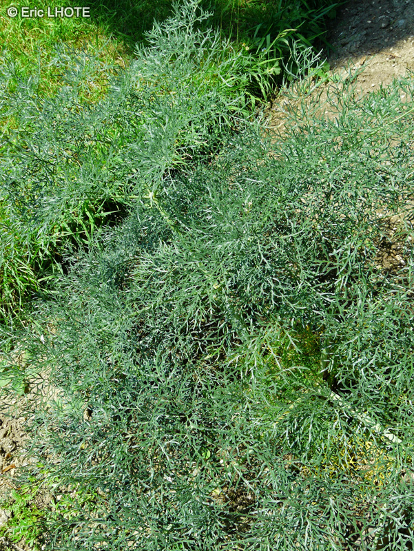 Apiaceae - Katapsuxis silaifolia, Cnidium silaifolium - Poivre des montagnes, Cnide fausse Ache