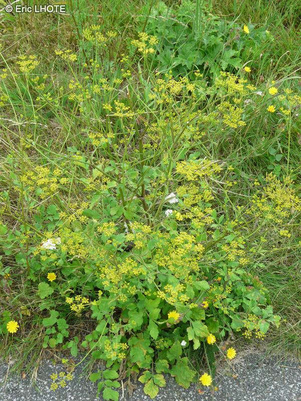 Apiaceae - Pastinaca sativa - Panais