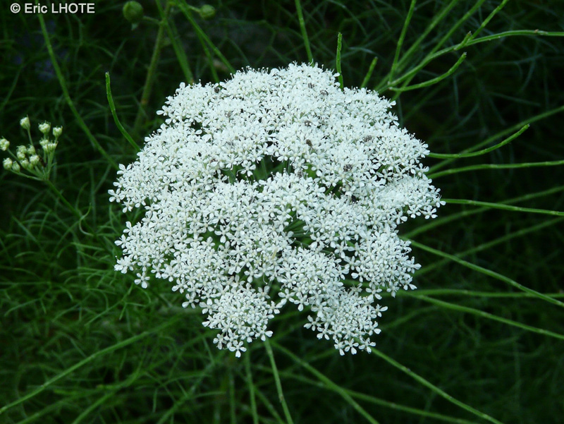  - Portenschlagiella ramosissima - 