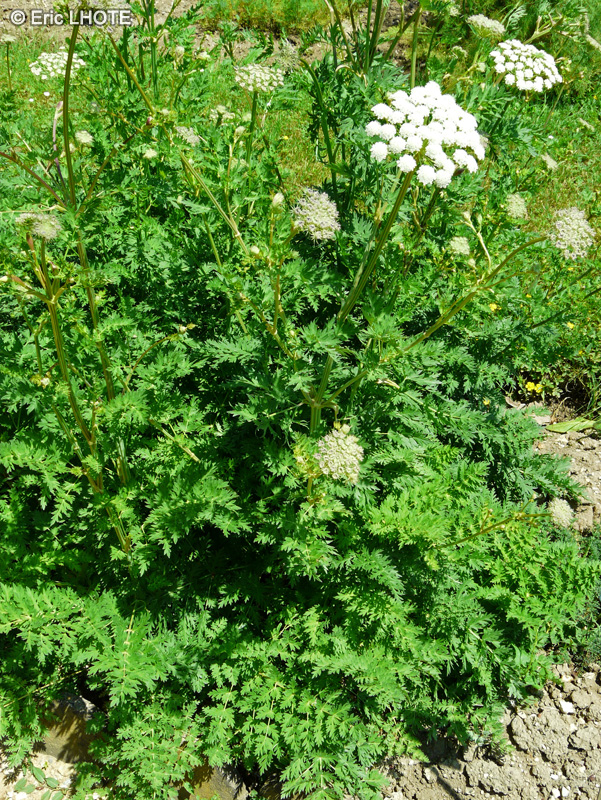 Apiaceae - Seseli montanum - Séséli de montagne