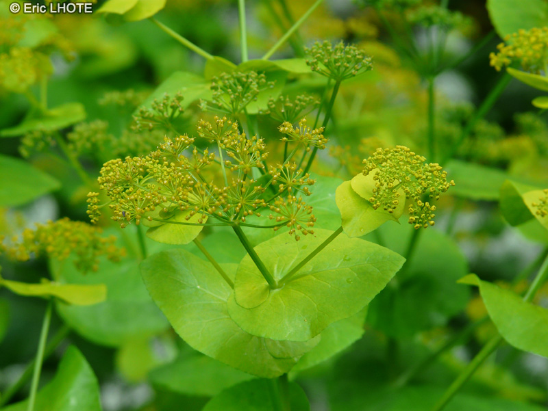  - Smyrnium olusatrum - 