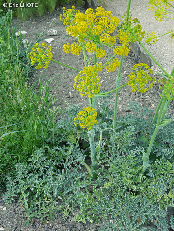 Apiaceae - Thapsia villosa - Thapsie velue