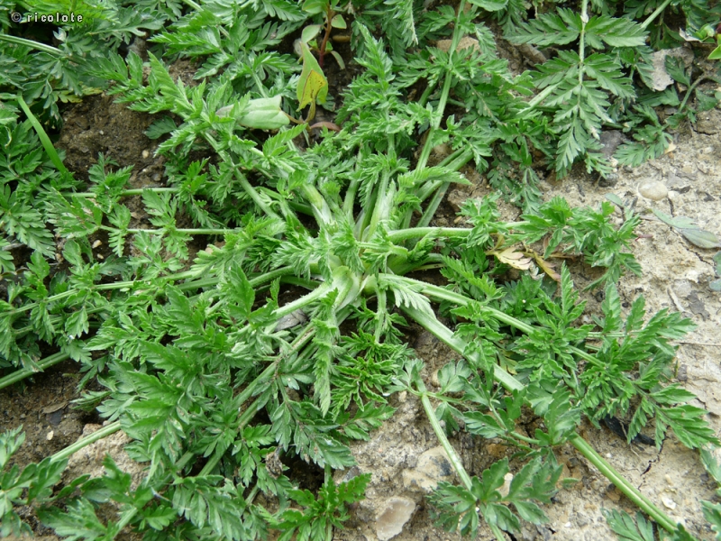  - Torilis nodosa - 
