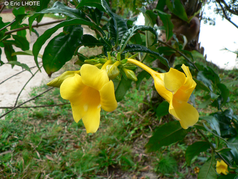 Apocynaceae - Allamanda cathartica - Trompette d’or, Liane à lait, Orélie de Guyane