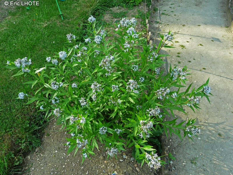 Apocynaceae - Amsonia tabernaemontana - Amsonie bleue, Amsonie à larges feuilles