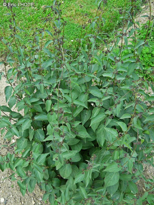 Apocynaceae - Asclepias purpurascens - Asclépiade pourpre