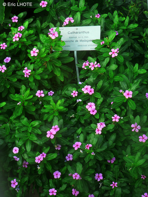 Apocynaceae - Catharanthus roseus, Vinca rosea - Pervenche de Madagascar