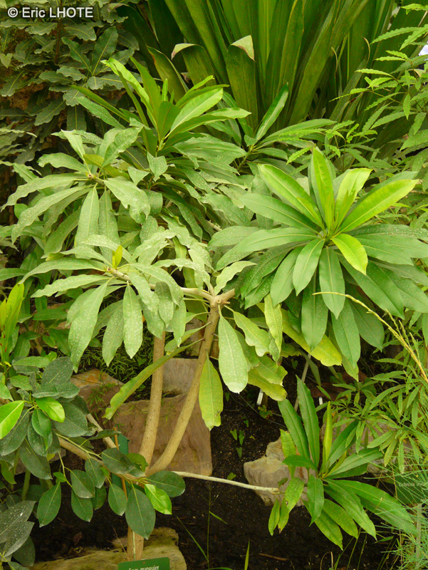 Apocynaceae - Cerbera manghas - Faux manguier
