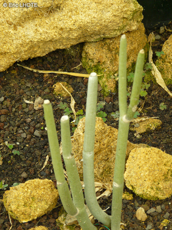 Apocynaceae - Ceropegia fusca - Céropégie