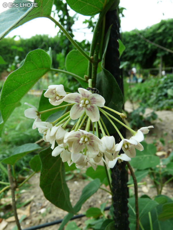 Apocynaceae - Dregea sinensis, Wattakaka sinensis - Wattakaka