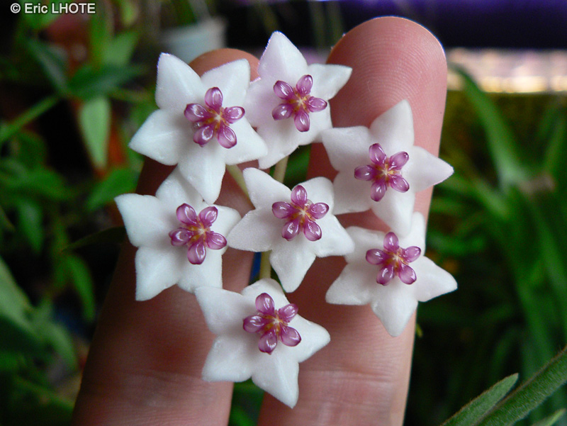 Apocynaceae - Hoya bella - Fleur de porcelaine, Fleur de cire
