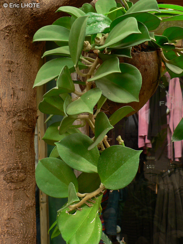 Apocynaceae - Hoya carnosa - Fleur de porcelaine, Fleur de cire