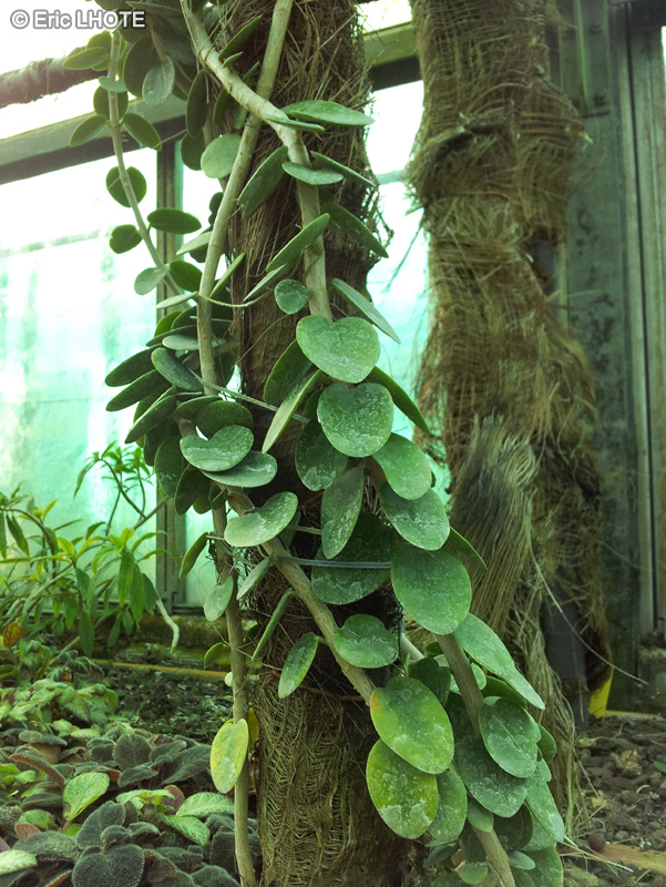 Apocynaceae - Hoya cumingiana - Fleur de porcelaine, Fleur de cire