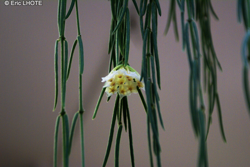 Apocynaceae - Hoya linearis - Fleur de porcelaine, Fleur de cire