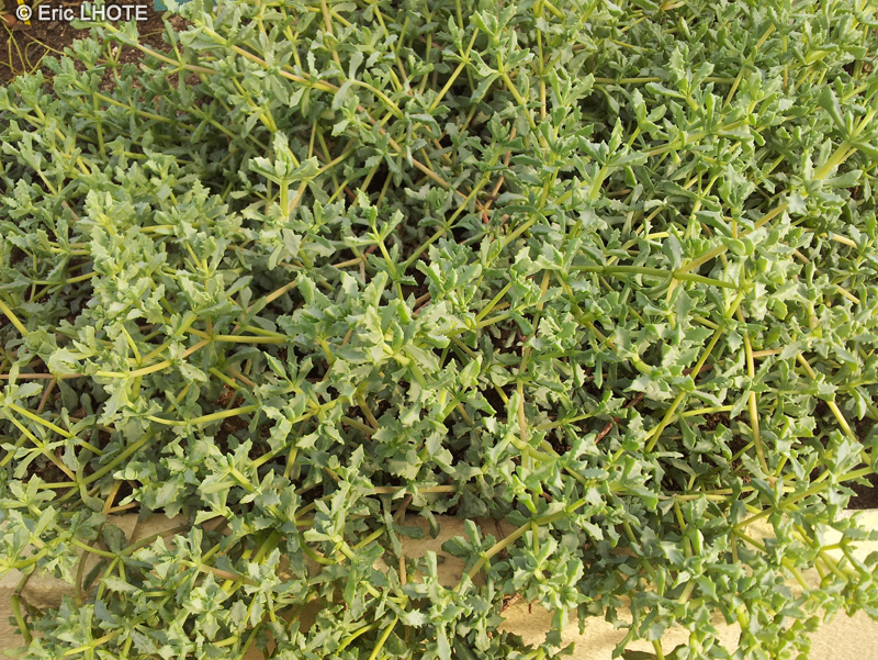 Apocynaceae - Huernia primulina - Huernia primulina