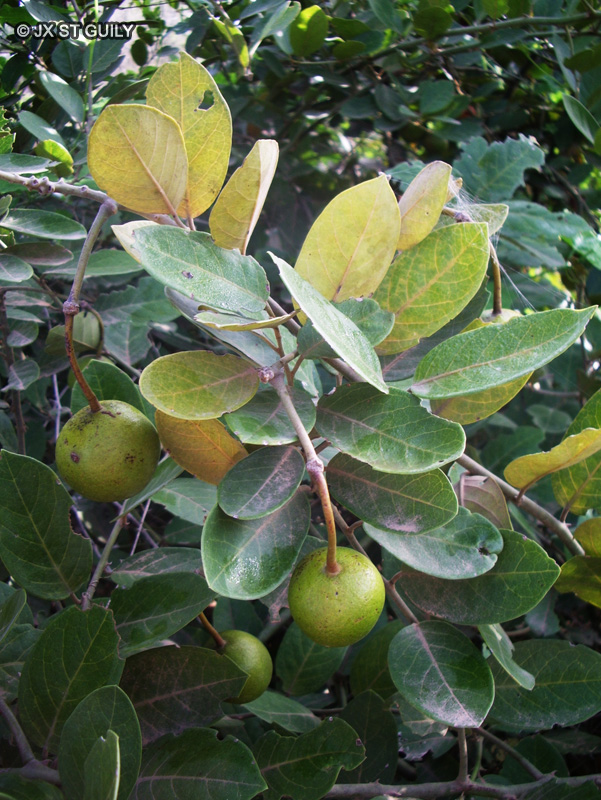 Apocynaceae - Landolphia heudelotii - Liane à caoutchouc du Sénégal, Liane gohine