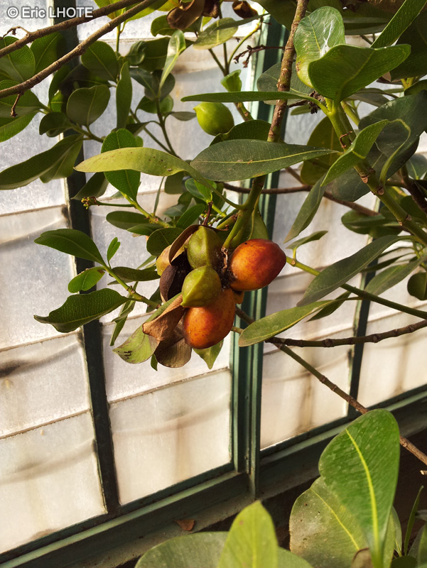 Apocynaceae - Ochrosia elliptica - Mangrove Ochrosia