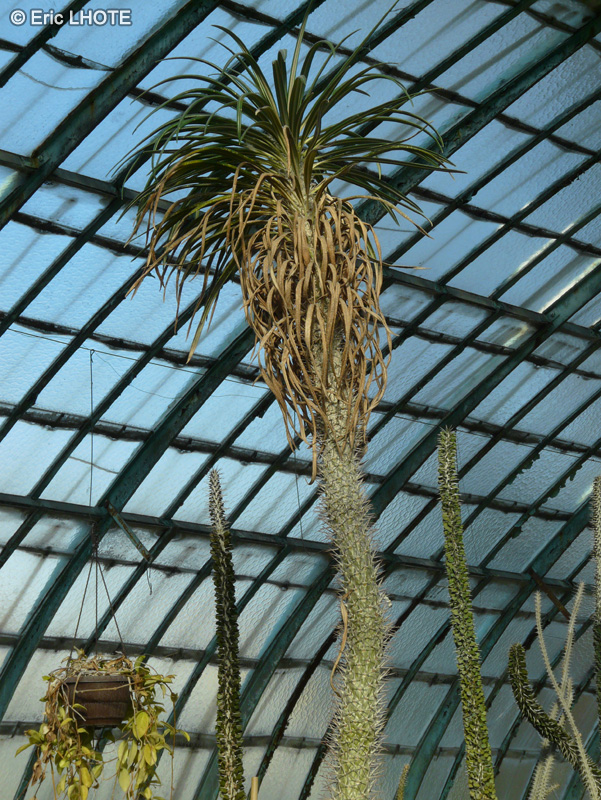 Apocynaceae - Pachypodium geayi - Palmier de Madagascar