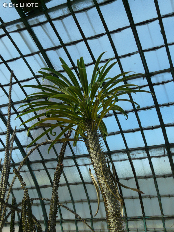 Apocynaceae - Pachypodium lamerei - Palmier de Madagascar