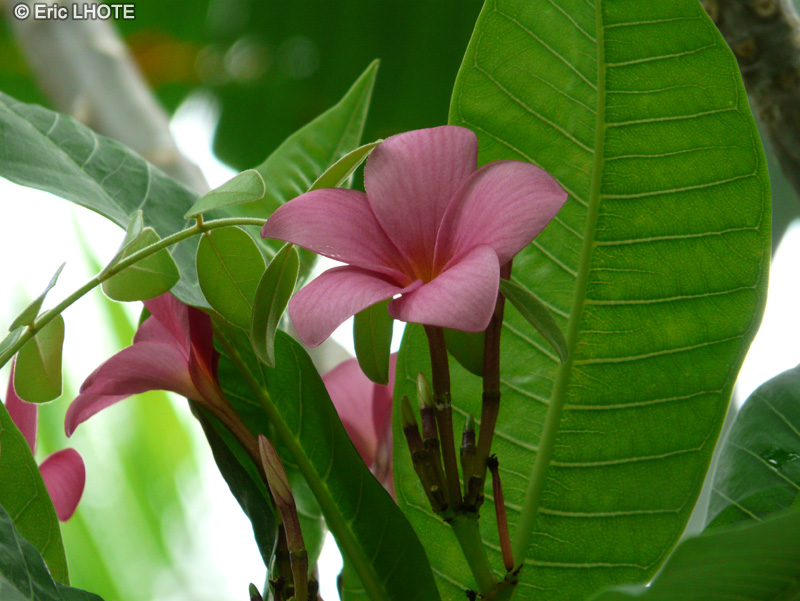 Apocynaceae - Plumeria rubra - Frangipanier