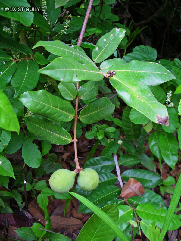 Apocynaceae - Saba comorensis - Saba