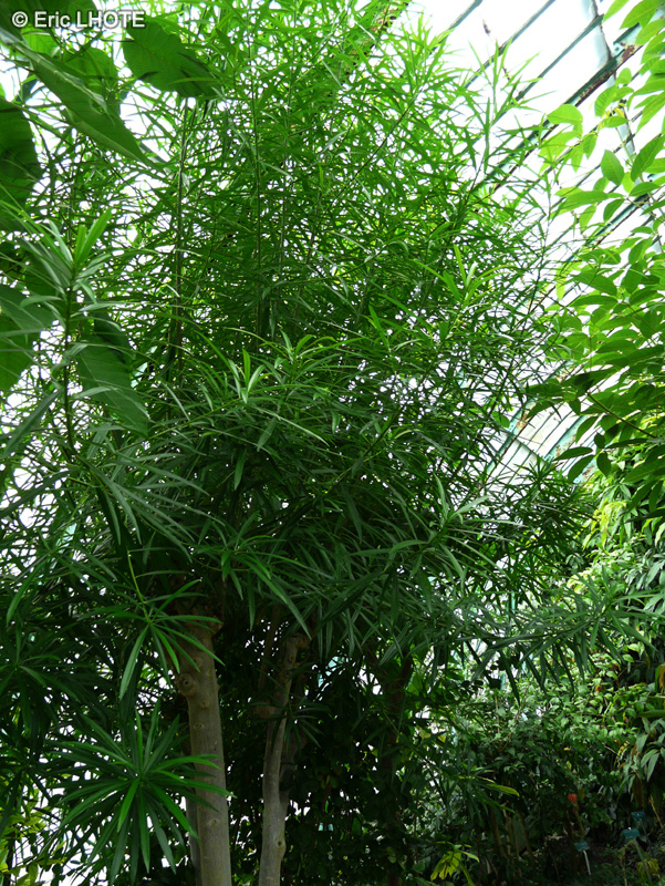 Apocynaceae - Thevetia peruviana - Bois-lait