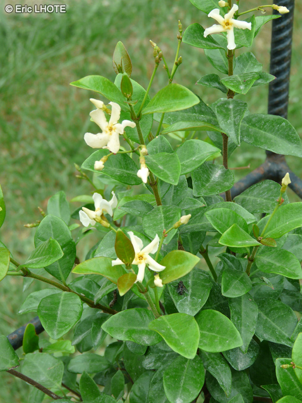  - Trachelospermum asiaticum - 