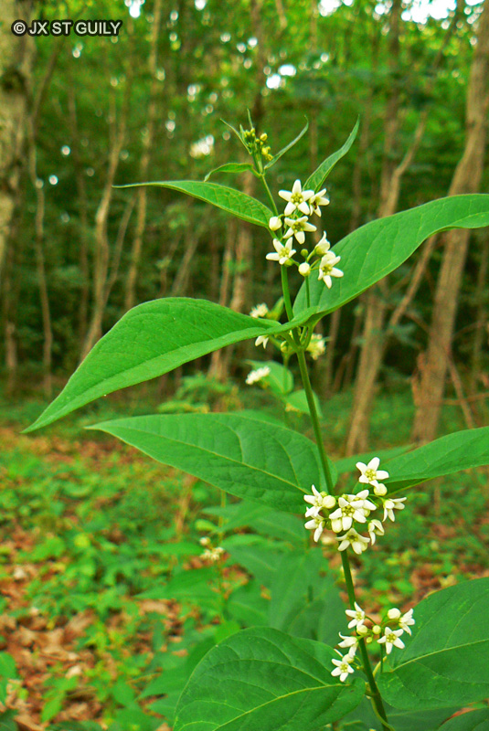 Apocynaceae - Vincetoxicum hirundinaria - Asclépiade blanche, Contre-poison, Dompte-venin, Dompte-venin officinal