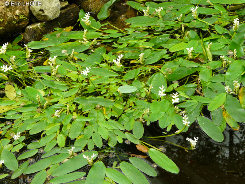 Aponogetonaceae - Aponogeton distachyos - Aponogeton à deux épis, Aponogeton odorant