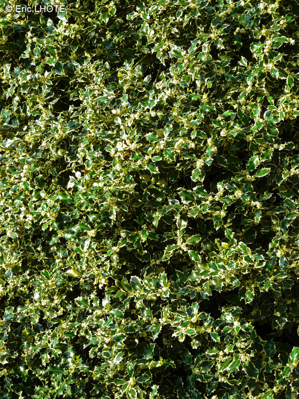 Aquifoliaceae - Ilex aquifolium Argentea Marginata - Houx commun