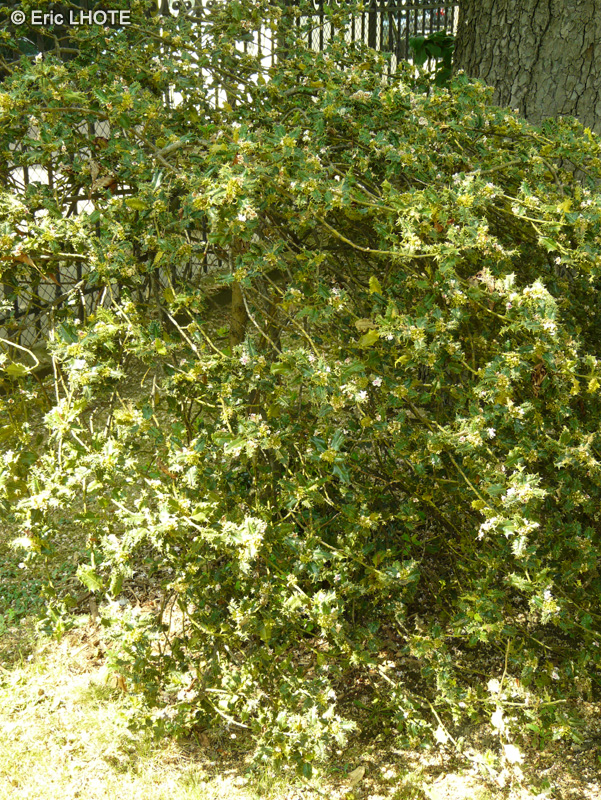 Aquifoliaceae - Ilex aquifolium Ferox - Houx