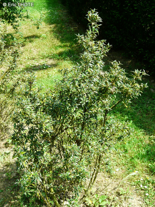 Aquifoliaceae - Ilex aquifolium Myrtifolia - Houx