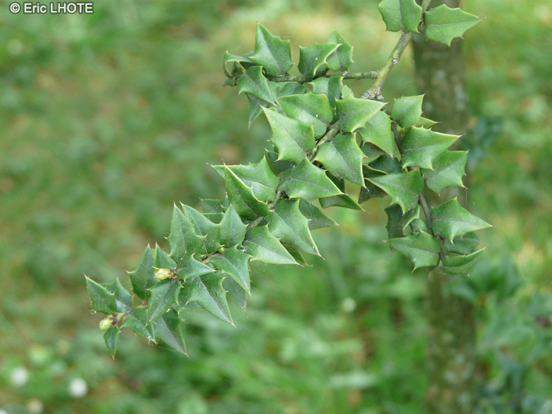 Aquifoliaceae - Ilex pernyi - Houx