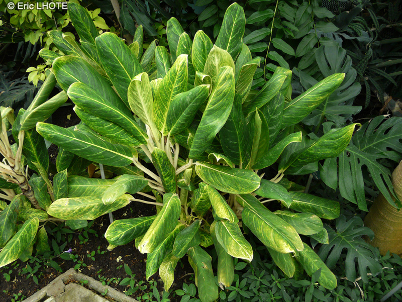 Araceae - Aglaonema costatum King of Siam - Aglaonema